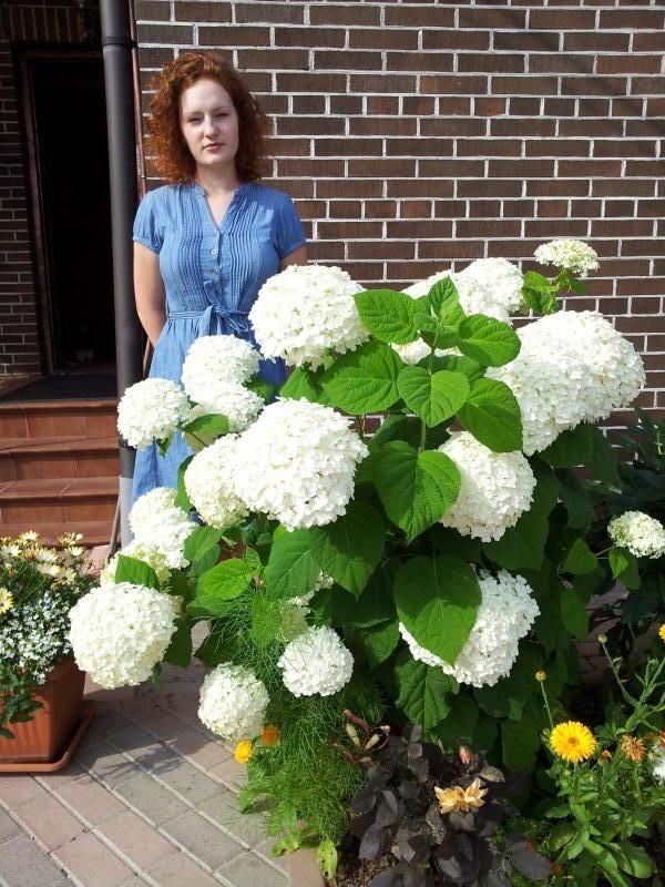 Гортензия Аннабелле (Древовидная) (туба Р9) 1шт (Колорлайн)