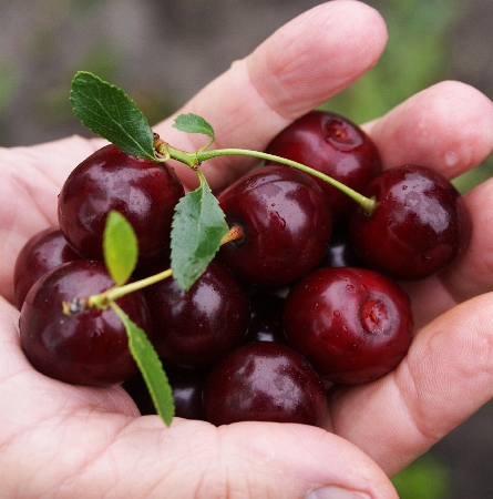 Вишня Кармин Джуел (туба Р9) 1шт (Колорлайн)