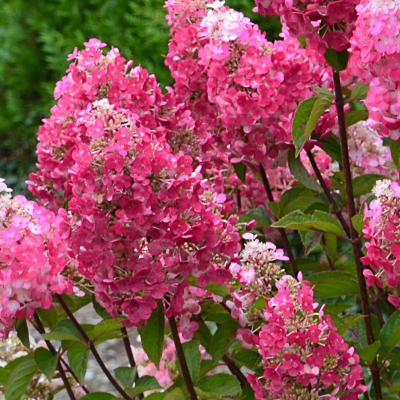 Гортензия Фрамбуазин (Самарская Лидия) (Метельчатая) (туба Р9) 1шт (Колорлайн)