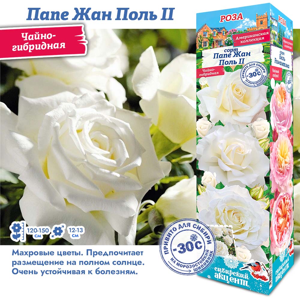 Роза Папе Жан Поль II (Чайно-гибридная) 1шт (Сиб сад)