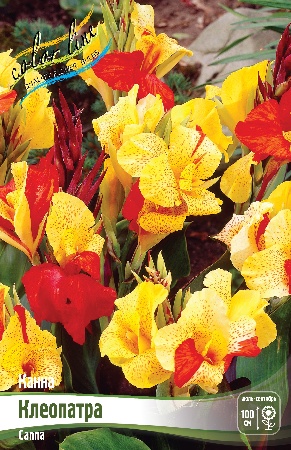 Канна Клеопатра 1шт (Колорлайн)