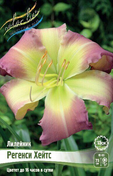 Лилейник Регенси Хейтс 1шт (Колорлайн)