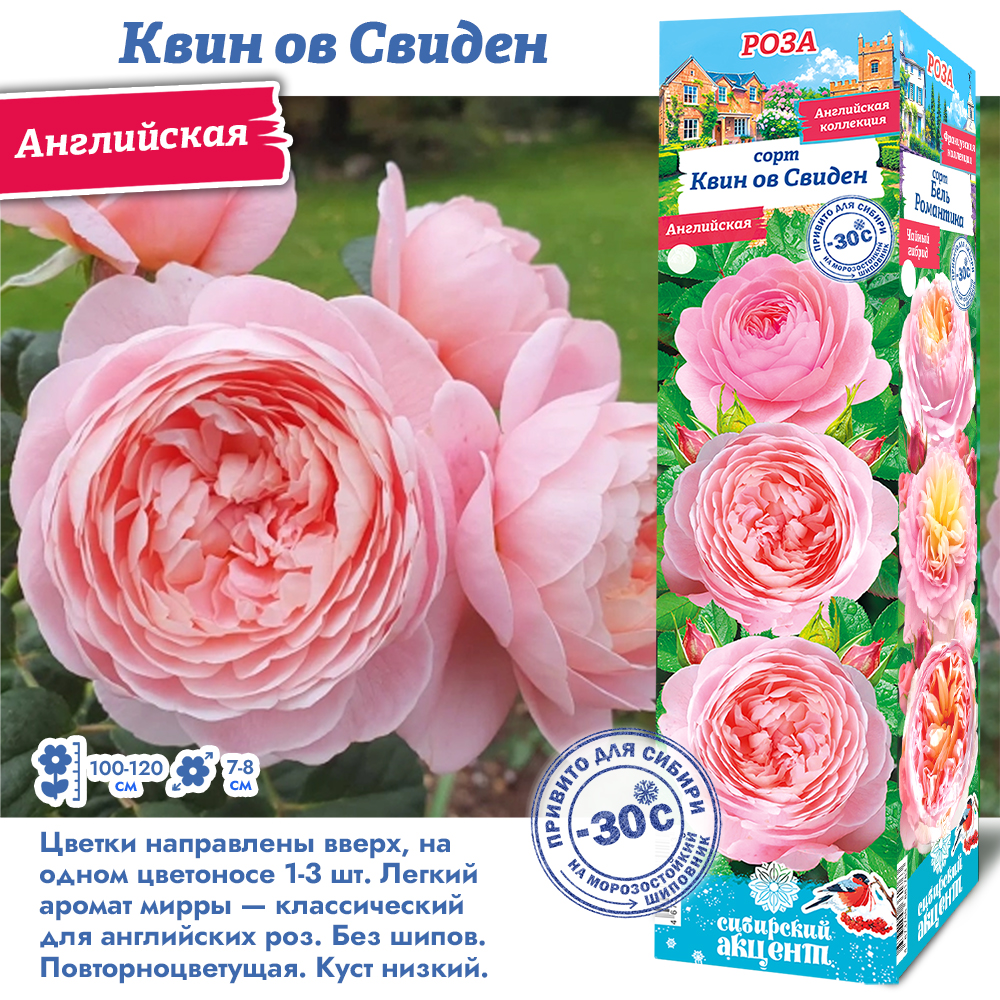 Роза Квин ов Свиден (Английская) 1шт (Сиб сад)