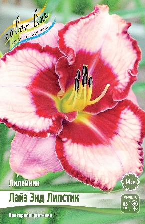 Лилейник Лайз энд Липстик 1шт (Колорлайн)