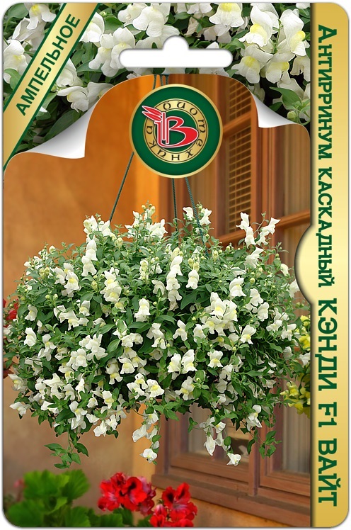 Антирринум КЭНДИ F1 Вайт каскадный однолетник 5шт (Биотехника)