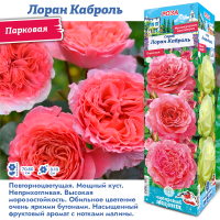Роза Лоран Карболь (Парковая) 1шт (Сиб сад)