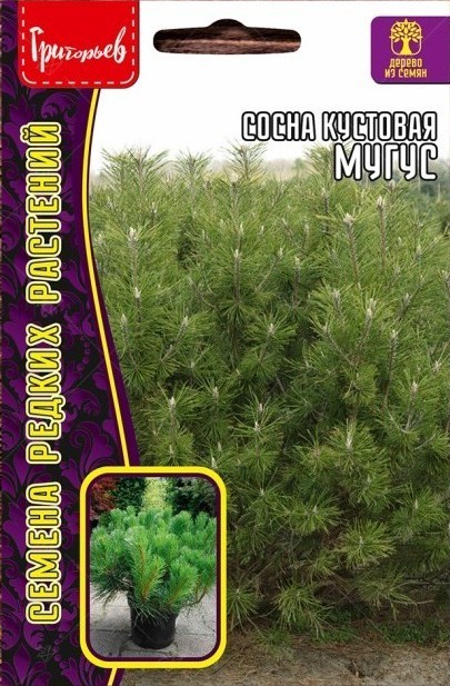 Сосна Мугус кустовая 10шт (Ред.сем)