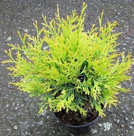 Туя Даника Ауреа (контейнер P9) 1шт (Колорлайн)