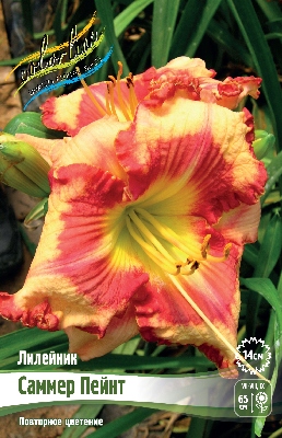 Лилейник Саммер Пейнт 1шт (Колорлайн)