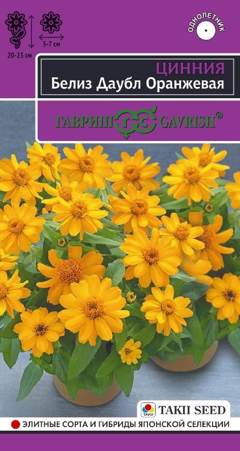 Цинния Белиз даубл оранжевая эксклюзив 5шт (Гавриш)
