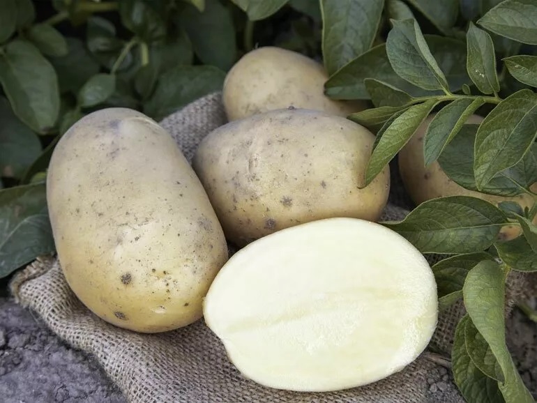 Картофель Аризона 1 репродукция 2кг (Россия)