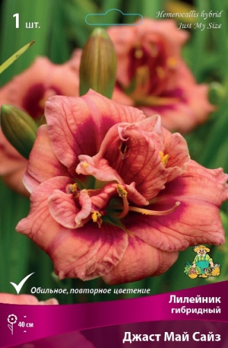 Лилейник Джаст Май Сайз 1шт (Поиск)