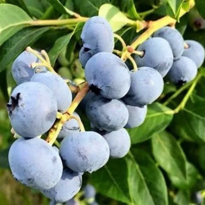 Голубика Блюджей (коробка) 1шт (Поиск)