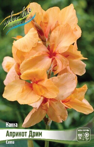 Канна Априкот Дрим 1шт (Колорлайн)