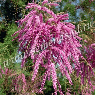 Тамарикс Рамосиссима 1шт (Поиск)