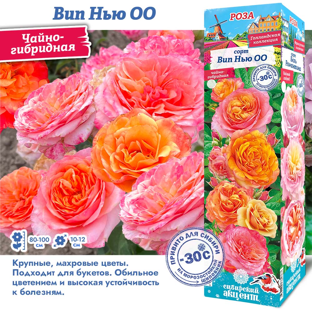 Роза Вип Нью ОО (Чайно-гибридная) 1шт (Сиб сад)