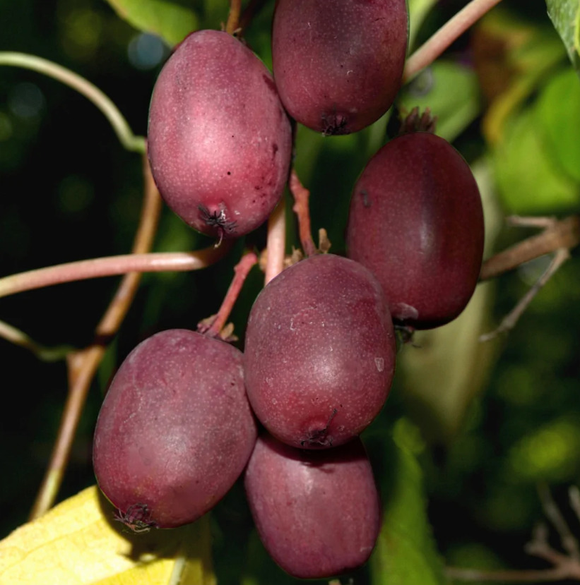 Актинидия Женева (женская) аргута (коробка) 1шт (Поиск)