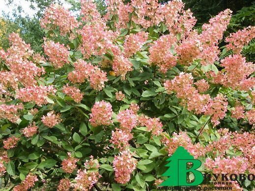 Гортензия Пинк Даймонд (Метельчатая) 1шт (Поиск)