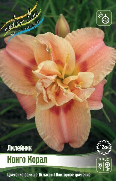 Лилейник Конго Корал 1шт  (Колорлайн)