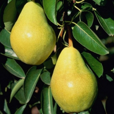 Груша Дар Детям (саженец с этикеткой) 1шт (Сиб сад)