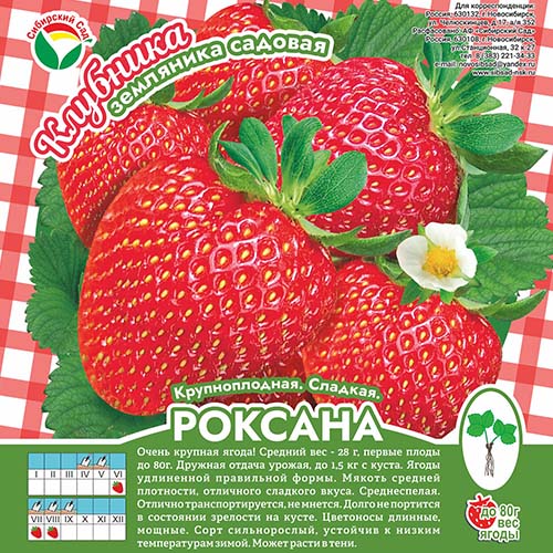 Клубника Роксана А 10шт/пучок (Сиб сад)