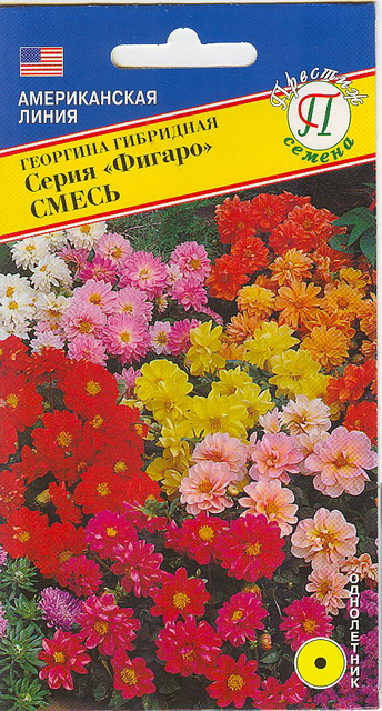 Георгина ФИГАРО смесь однолетник 7шт (Престиж)