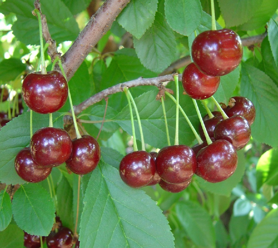 Вишня Владимировская обыкновенная (саженец с этикеткой) 1шт (Сиб сад)