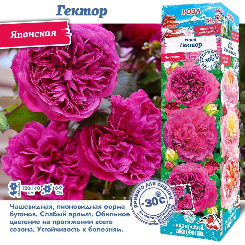Роза Гектор (Японская) 1шт (Сиб сад)
