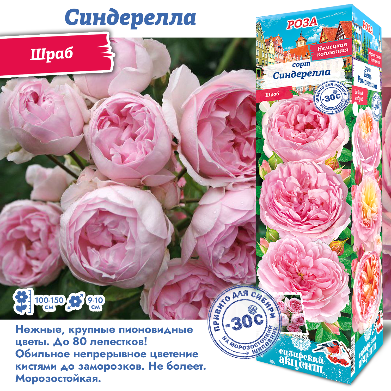Роза Синдерелла (Шраб) 1шт (Сиб сад)