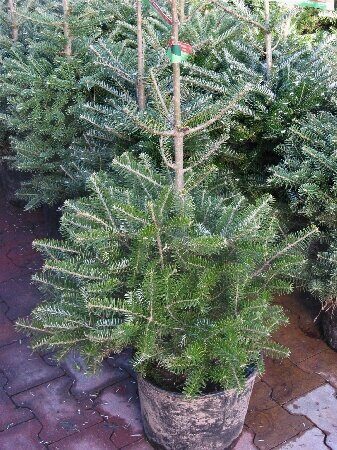 Пихта Корейская (контейнер Р9) 1шт (Колорлайн)