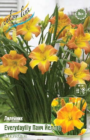 Лилейник Панч Йеллоу EVERYDAYLILY 1шт (Колорлайн)