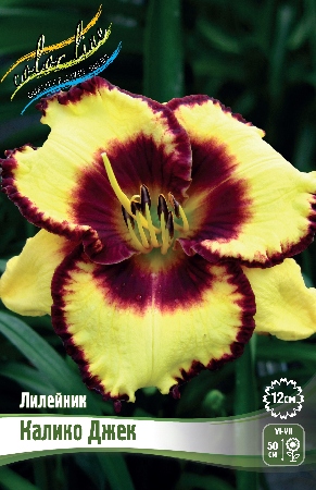 Лилейник Калико Джек 1шт (Колорлайн)