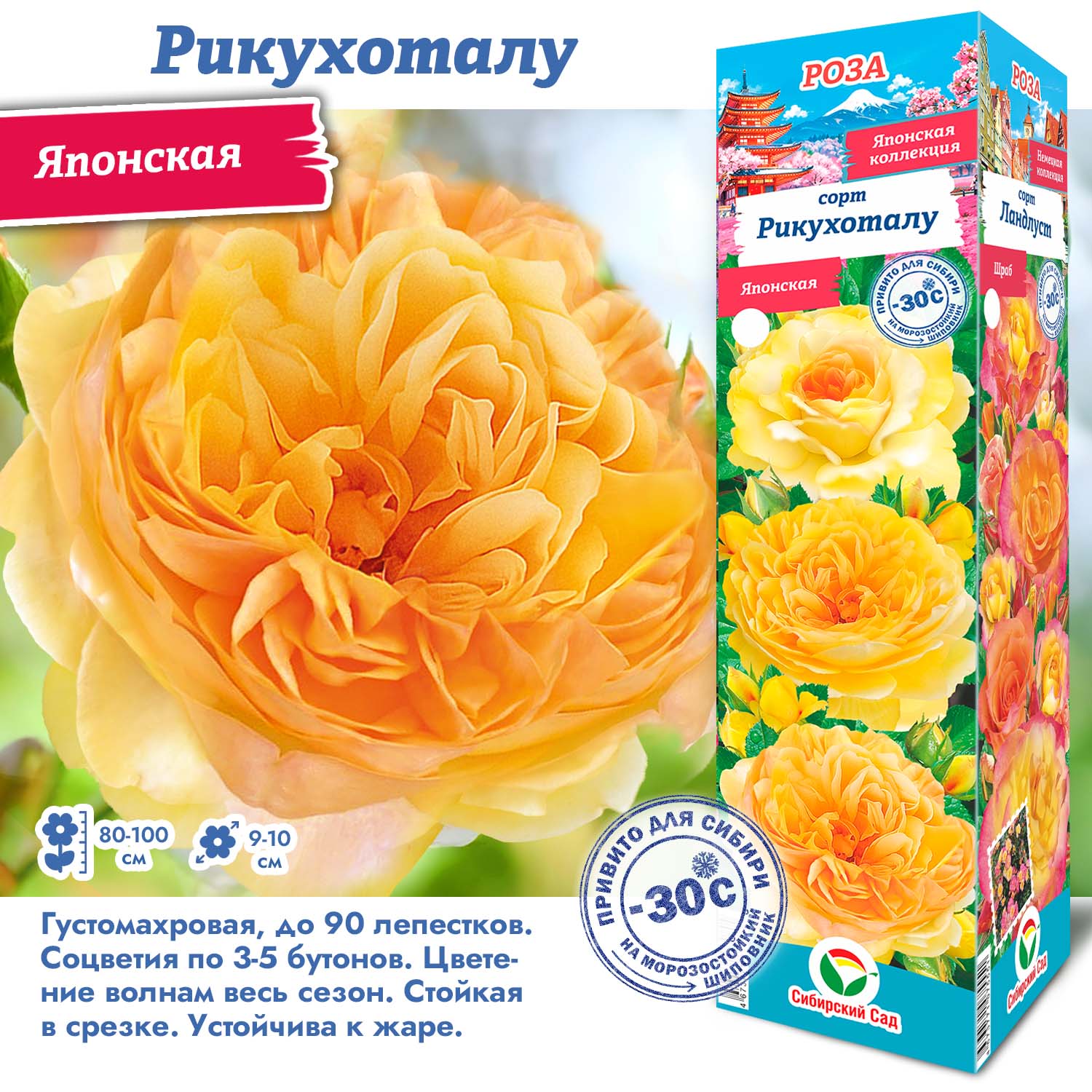 Роза Рикухоталу (Японская) 1шт (Сиб сад)