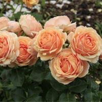 Роза Женевъева Орси (Флорибунда) 1шт (Сиб сад)