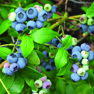 Голубика Нортланд (коробка) 1шт (Поиск)