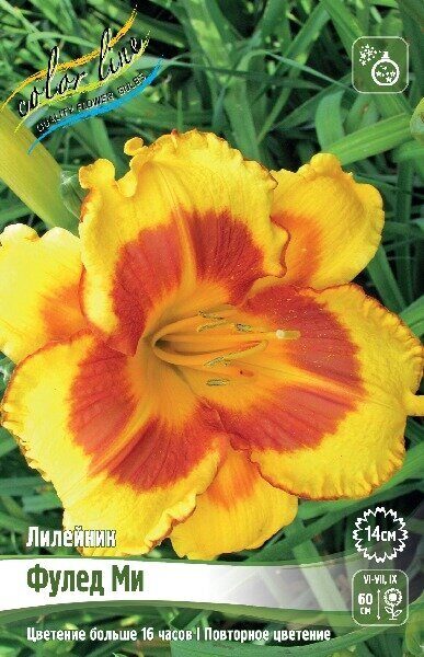 Лилейник Фулед Ми 1шт (Колорлайн)
