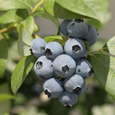 Голубика Мидер (коробка) 1шт (Поиск)