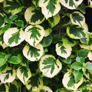 Гортензия Миранда (Вьющаяся) (туба Р9) 1шт (Колорлайн)