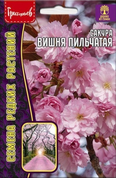 Сакура Вишня пильчатая 5шт (Ред.Сем)