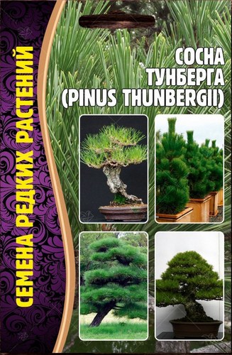 Сосна Тунберга (Pinus thunbergii) 10шт (Ред.сем)