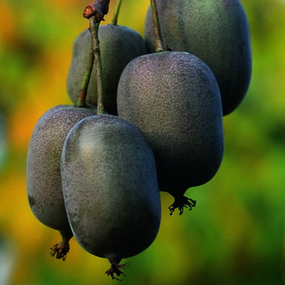 Актинидия Кенс Рэд (женская) аргута (коробка) 1шт (Поиск)