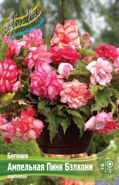 Бегония Ампельная Пинк Бэлкони 5/6 1шт (Колорлайн)