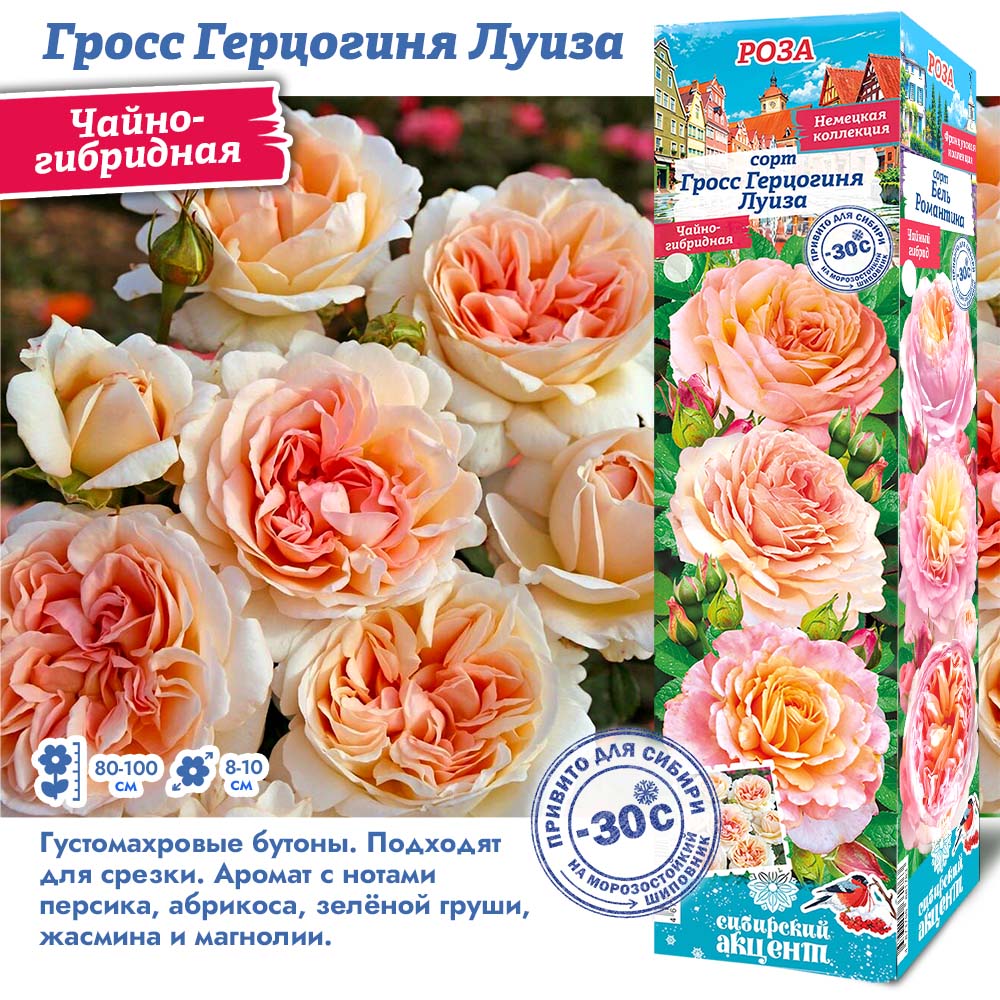 Роза Гросс Герцогиня Луиза (Чайно-гибридная) 1шт (Сиб сад)