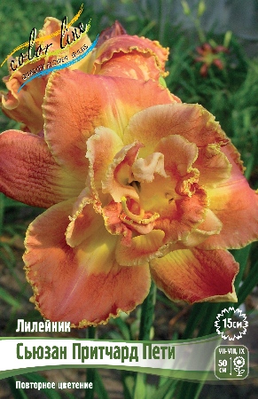 Лилейник Сьюзан Притчард Пети 1шт (Колорлайн)