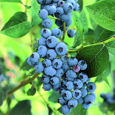 Голубика Элизабет (коробка) 1шт (Поиск)