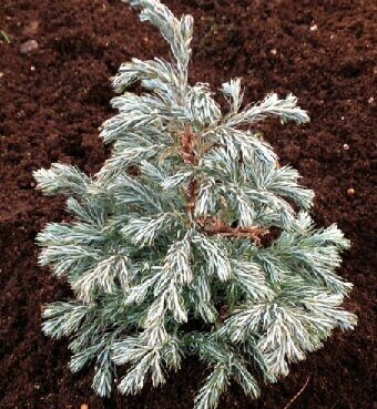 Кипарисовик Бульвар (контейнер P9) 15-20см 1шт (Колорлайн)