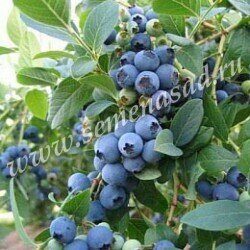 Голубика Калипсо (коробка) 1шт (Поиск)