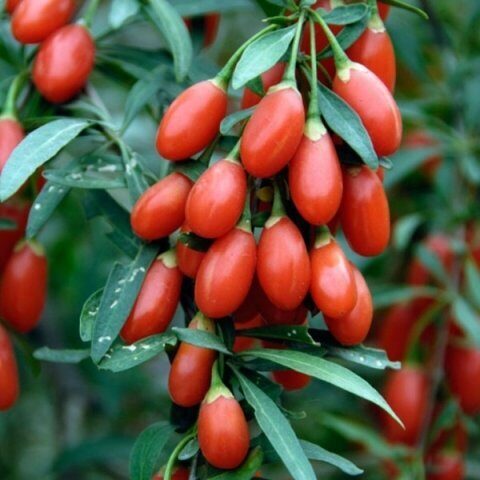 Годжи Корен Биг (коробка) 1шт (Поиск)