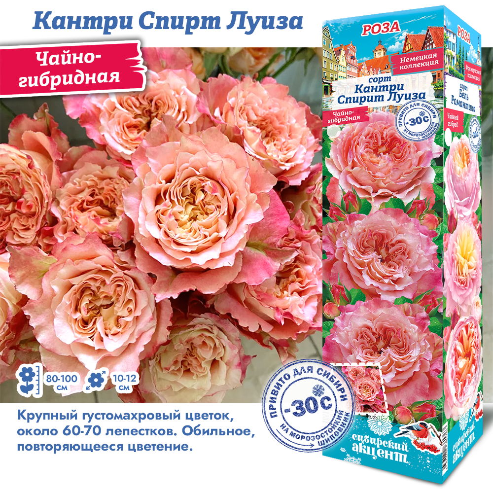 Роза Кантри Спирит Луиза (Чайно-гибридная) 1шт (Сиб сад)