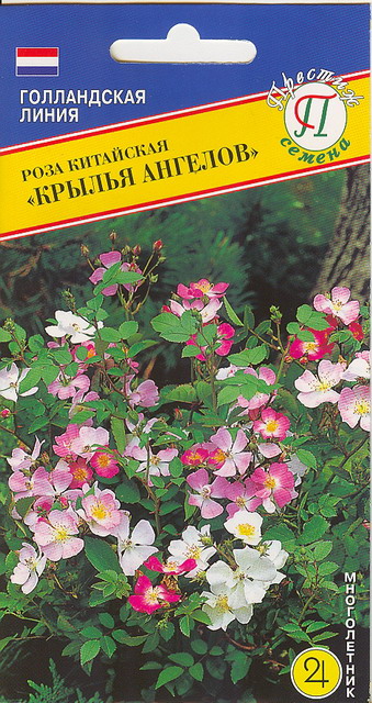 Роза китайская Крылья Ангелов многолетник 20шт (Престиж)